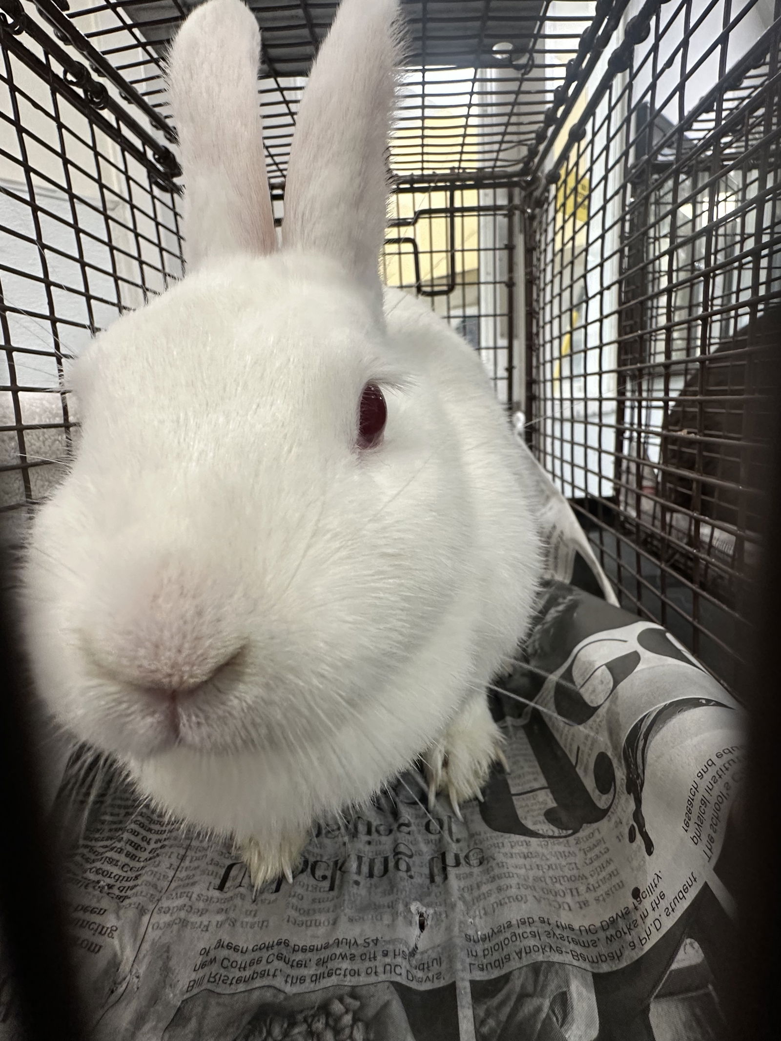 adoptable Rabbit in Los Angeles, CA named MARSHMELLOW