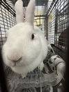 adoptable Rabbit in  named MARSHMELLOW