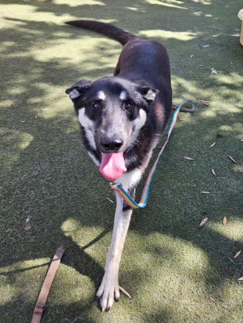 picture of the dog needing adoption