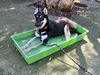 adoptable Dog in  named LADY VITA