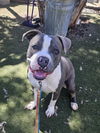 adoptable Dog in  named CIDER