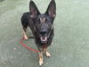 adoptable Dog in  named DUBLIN