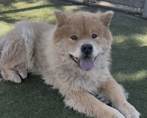 picture of the dog needing adoption