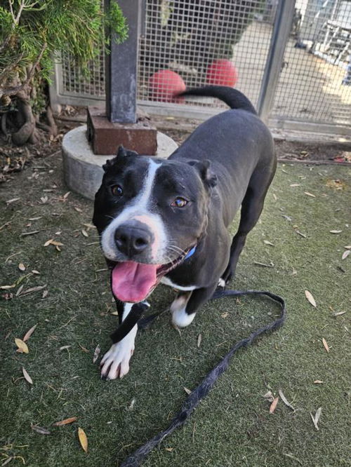 picture of the dog needing adoption