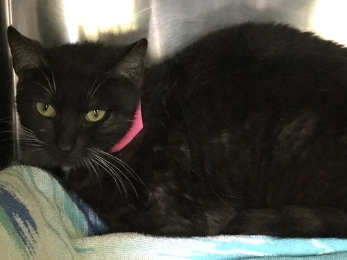 SLY, an adoptable Domestic Short Hair in Los Angeles, CA