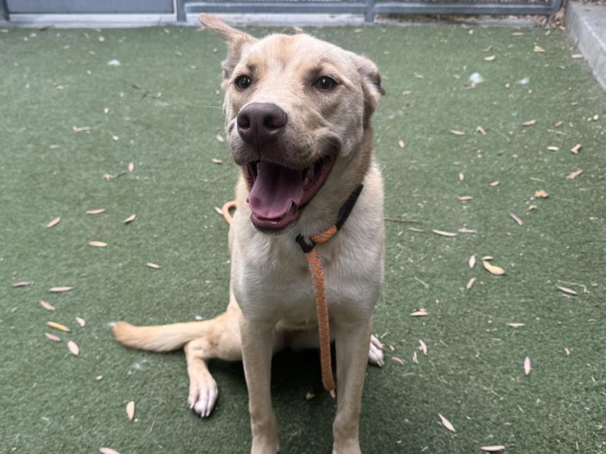 adoptable Dog in Los Angeles, CA named NOVA