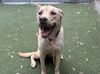 adoptable Dog in Los Angeles, CA named NOVA