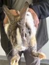 adoptable Rabbit in Los Angeles, CA named MOCHIE