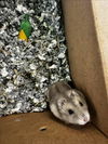 adoptable Hamster in Los Angeles, CA named CHUK