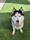 adoptable Dog in Los Angeles, CA named TRIX
