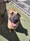 adoptable Dog in Los Angeles, CA named BROWNIE