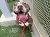 adoptable Dog in  named DAISY