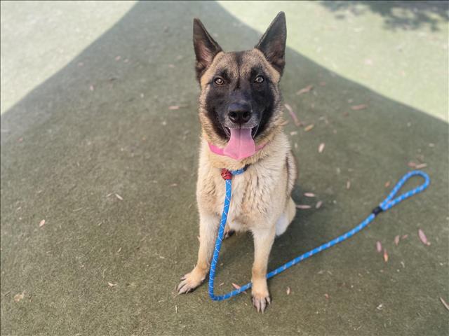 adoptable Dog in Los Angeles, CA named DEPUTY