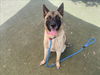 adoptable Dog in  named DEPUTY