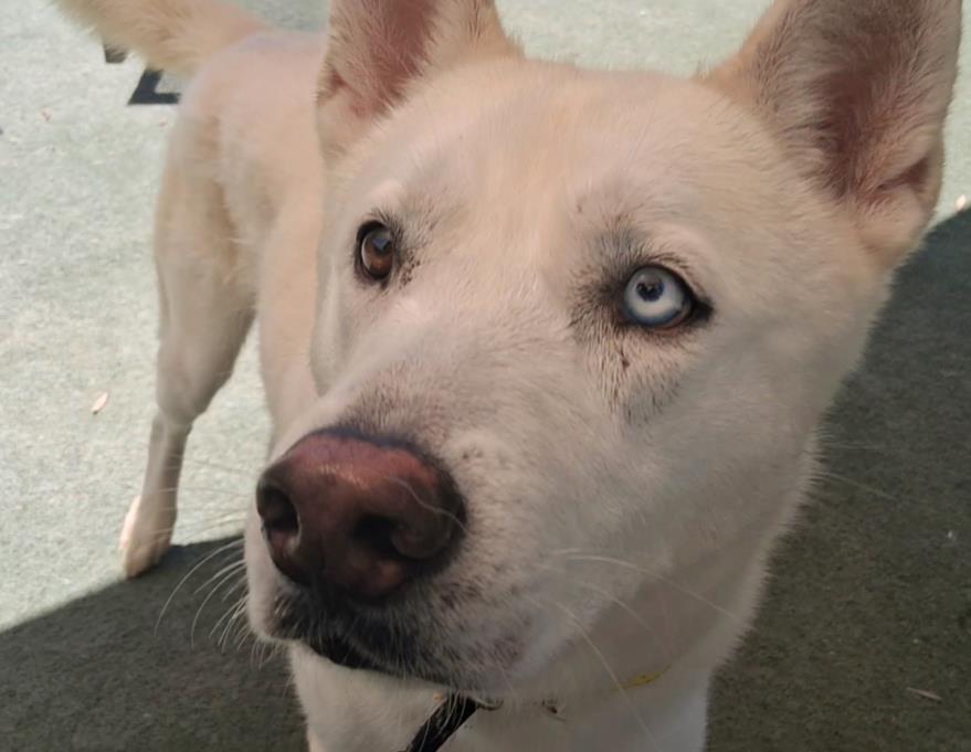 adoptable Dog in Los Angeles, CA named BOBBY