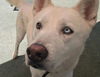 adoptable Dog in  named BOBBY