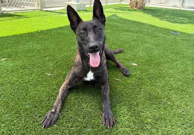 adoptable Dog in Los Angeles, CA named QUEEN