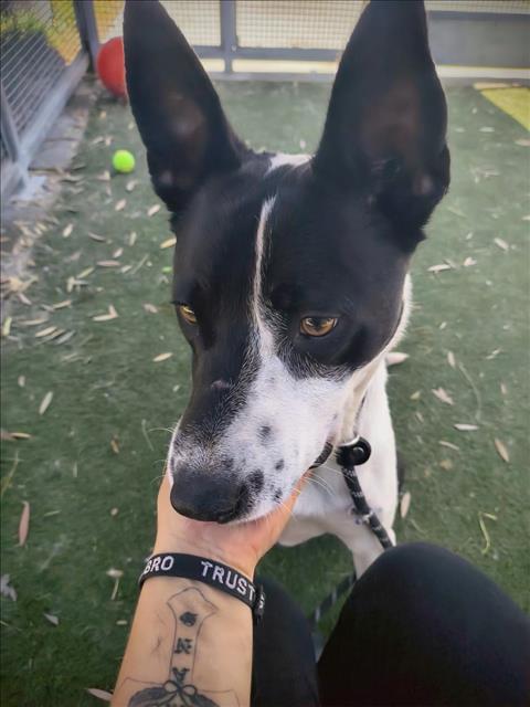 adoptable Dog in Los Angeles, CA named GUS