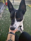 adoptable Dog in  named GUS