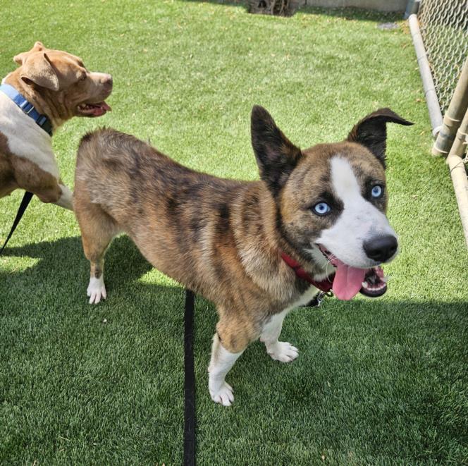 adoptable Dog in Los Angeles, CA named SKY