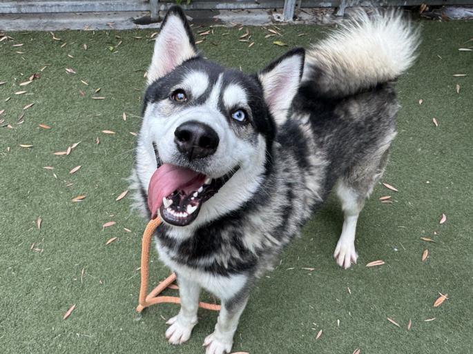 adoptable Dog in Los Angeles, CA named HOWIE