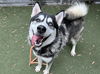 adoptable Dog in  named HOWIE