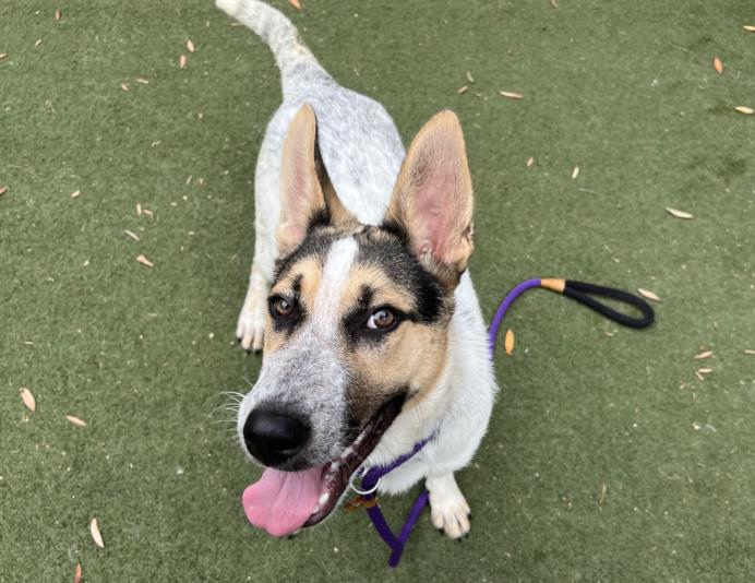 adoptable Dog in Los Angeles, CA named LOLA