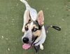 adoptable Dog in  named LOLA