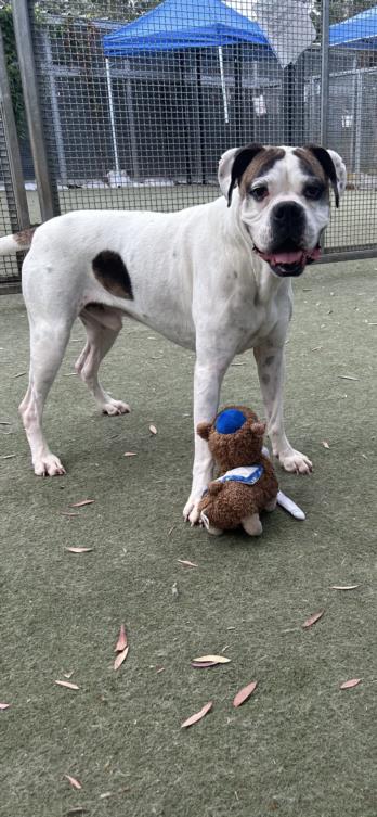 adoptable Dog in Los Angeles, CA named ROSCO