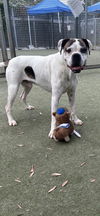 adoptable Dog in Los Angeles, CA named ROSCO