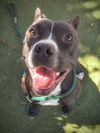 adoptable Dog in Los Angeles, CA named HUNTER