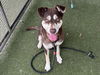 adoptable Dog in  named KOKO
