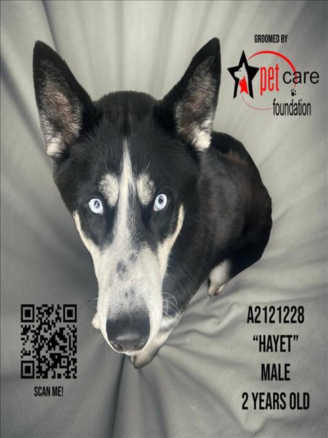 adoptable Dog in Los Angeles, CA named HAYET