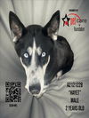 adoptable Dog in Los Angeles, CA named HAYET