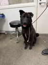 adoptable Dog in  named KOBY