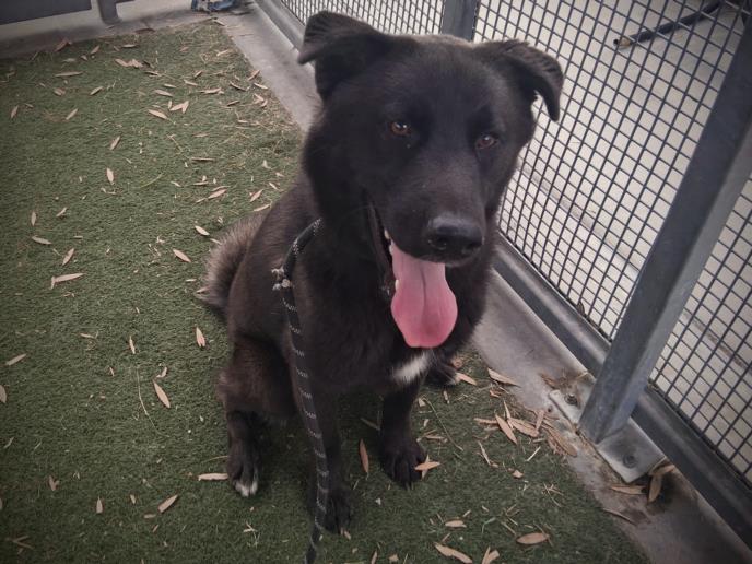 adoptable Dog in Los Angeles, CA named KOBY