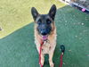 adoptable Dog in  named GOOFY