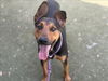 adoptable Dog in  named BRUNO