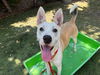 adoptable Dog in  named BAMBIE