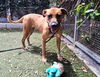 adoptable Dog in Los Angeles, CA named FELICIA