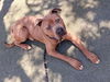 adoptable Dog in Los Angeles, CA named SWAYZE