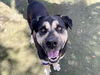 adoptable Dog in  named RUFF