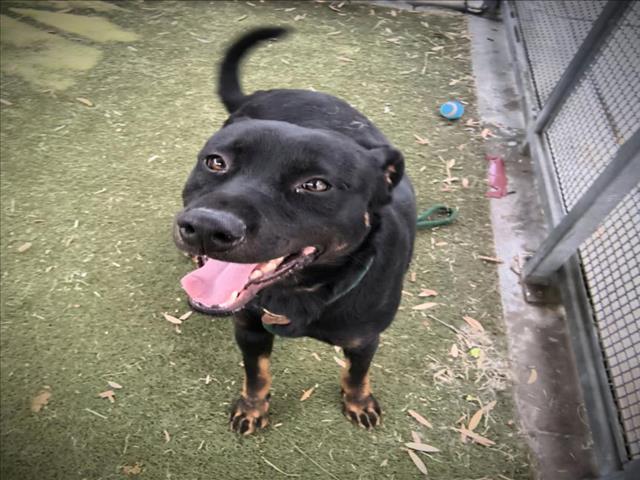 adoptable Dog in Los Angeles, CA named OSO