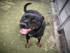 adoptable Dog in Los Angeles, CA named OSO