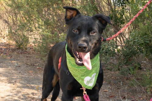 OSO - German Shepherd Dog / Labrador Retriever available for adoption
