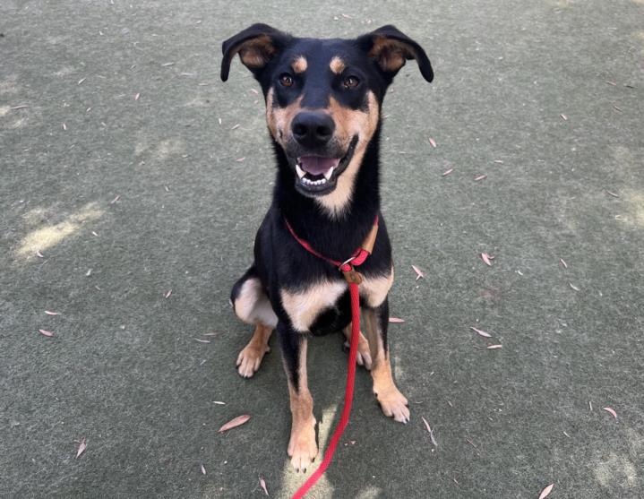 adoptable Dog in Los Angeles, CA named MAX