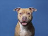adoptable Dog in Los Angeles, CA named ARTY