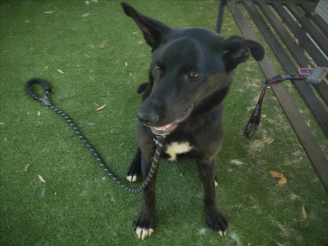 adoptable Dog in Los Angeles, CA named POOSH