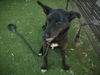 adoptable Dog in  named POOSH