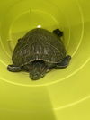 adoptable Turtle in  named SLIDER